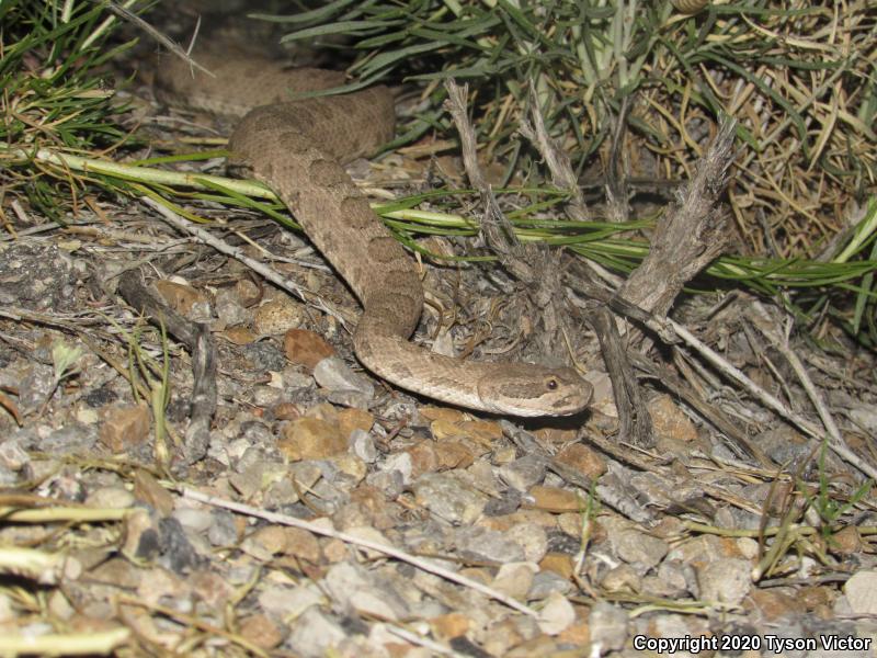 Midget Faded Rattlesnake (Crotalus oreganus concolor)