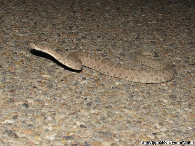 Midget Faded Rattlesnake (Crotalus oreganus concolor)