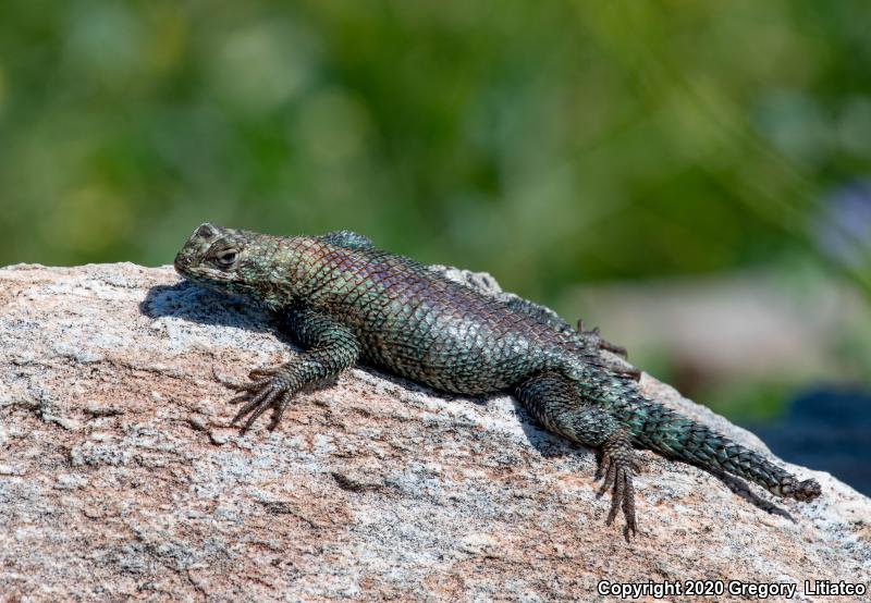 Granite Spiny Lizard (Sceloporus orcutti)