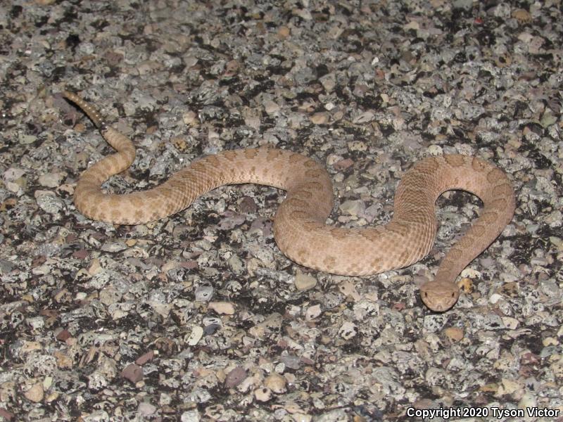 Midget Faded Rattlesnake (Crotalus oreganus concolor)