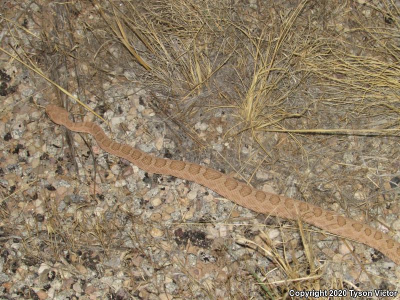 Midget Faded Rattlesnake (Crotalus oreganus concolor)