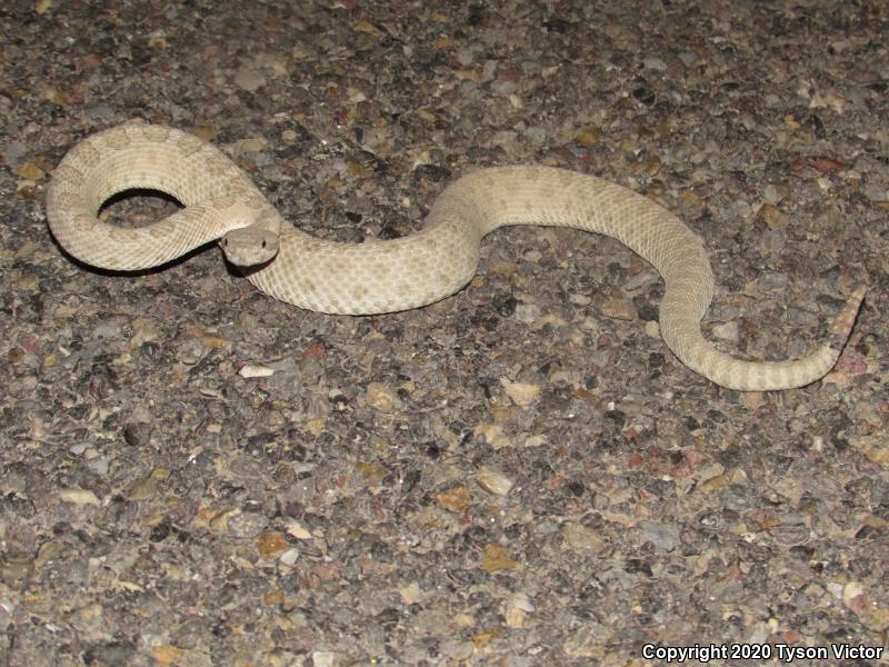 Midget Faded Rattlesnake (Crotalus oreganus concolor)