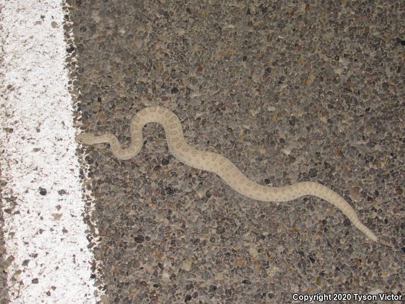 Midget Faded Rattlesnake (Crotalus oreganus concolor)