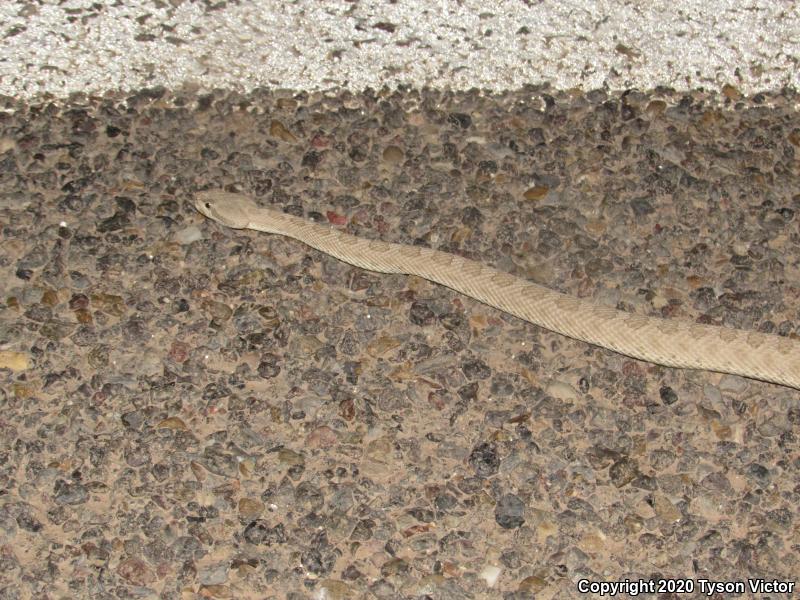 Midget Faded Rattlesnake (Crotalus oreganus concolor)