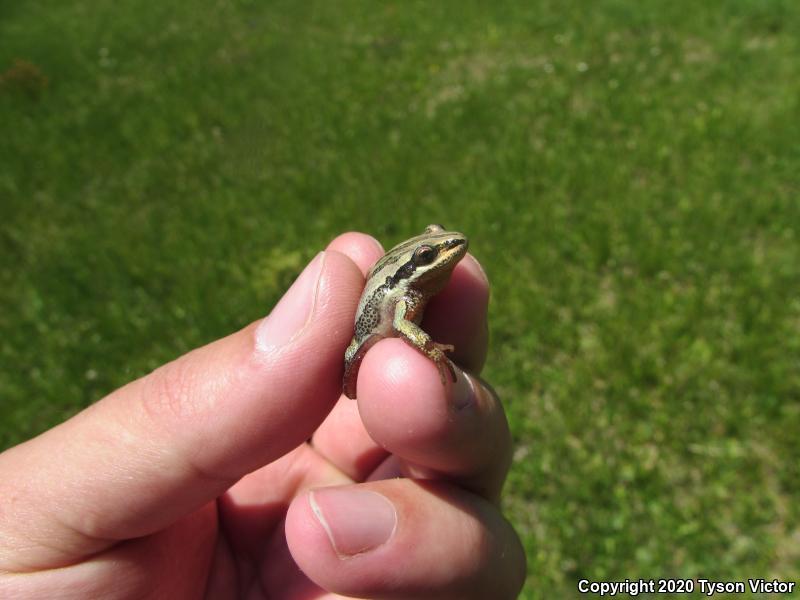 Boreal Chorus Frog (Pseudacris maculata)