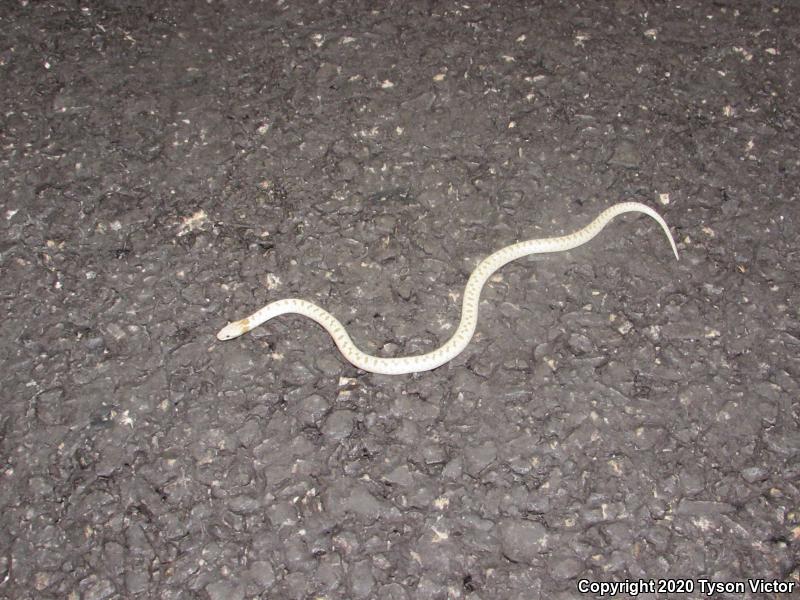 Mesa Verde Nightsnake (Hypsiglena chlorophaea loreala)