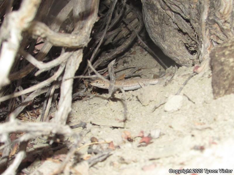 Plateau Side-blotched Lizard (Uta stansburiana uniformis)