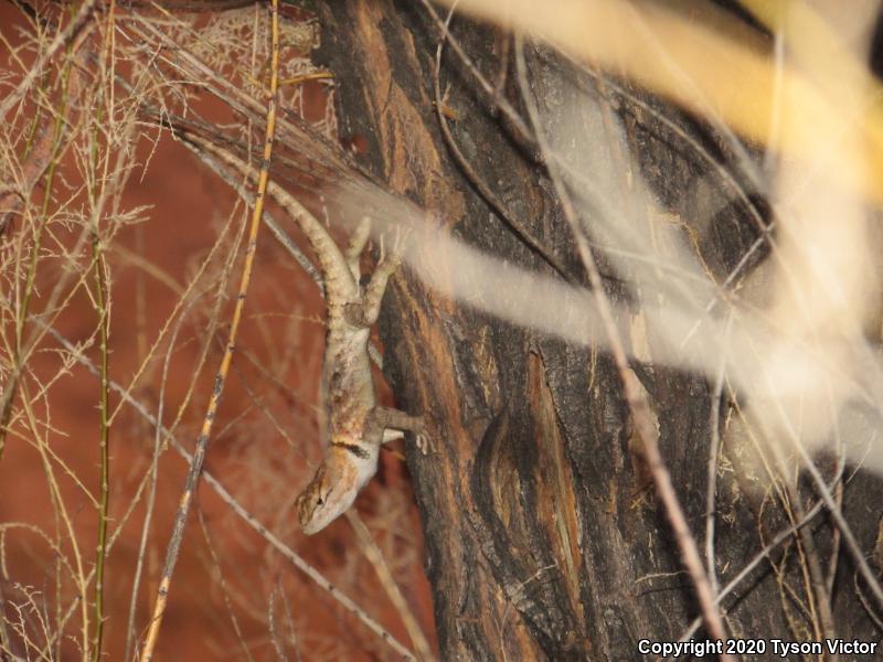 Orange-headed Spiny Lizard (Sceloporus magister cephaloflavus)