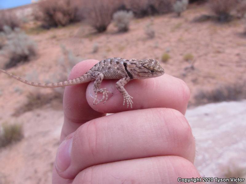 Orange-headed Spiny Lizard (Sceloporus magister cephaloflavus)