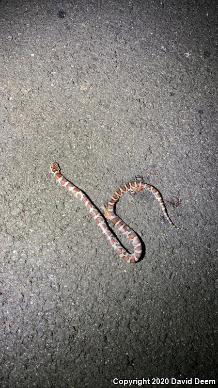 Eastern Milksnake (Lampropeltis triangulum triangulum)