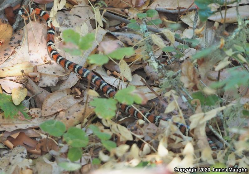 Coast Mountain Kingsnake (Lampropeltis zonata multifasciata)