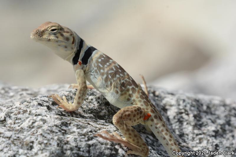 Great Basin Collared Lizard (Crotaphytus bicinctores)