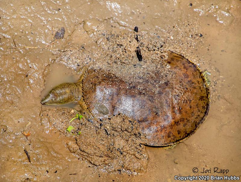 Western Spiny Softshell (Apalone spinifera hartwegi)