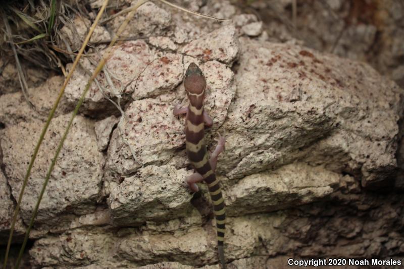 Western Banded Gecko (Coleonyx variegatus)