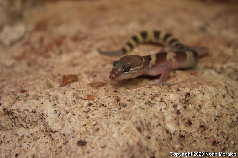 Western Banded Gecko (Coleonyx variegatus)