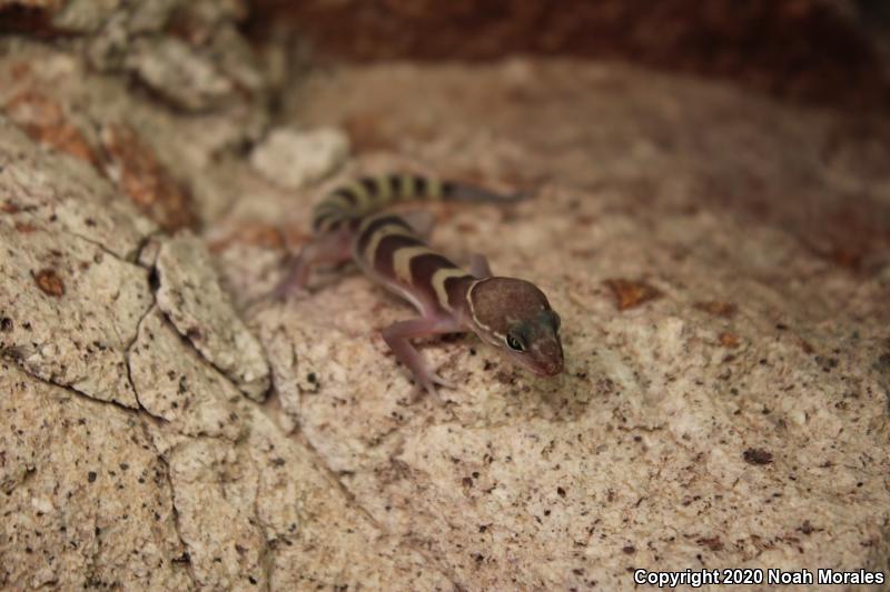 Western Banded Gecko (Coleonyx variegatus)