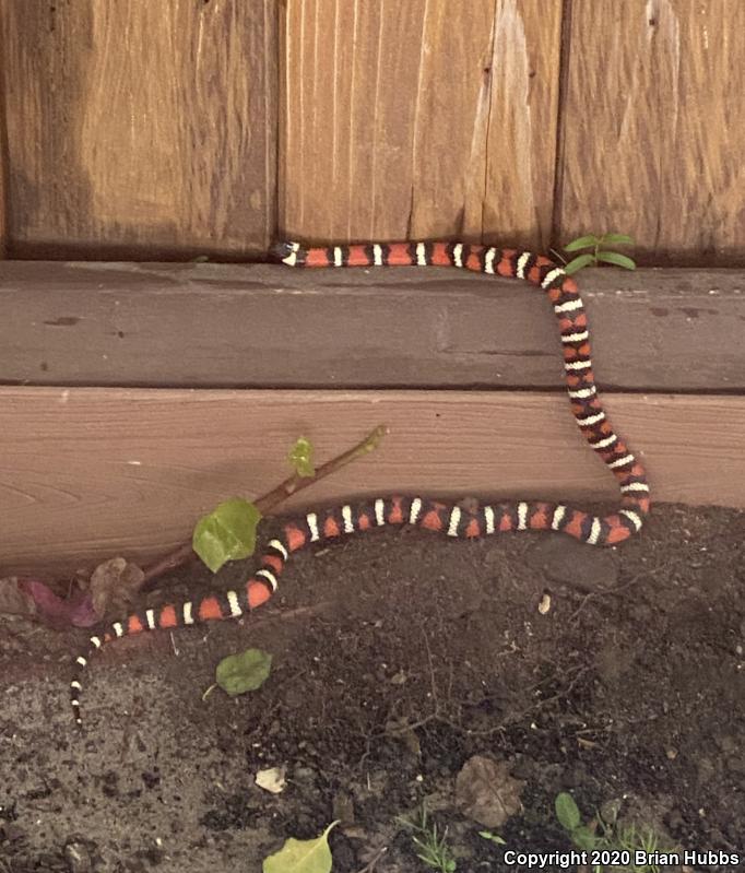 San Diego Mountain Kingsnake (Lampropeltis zonata pulchra)