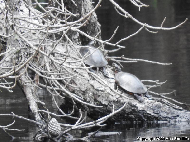 Eastern Painted Turtle (Chrysemys picta picta)