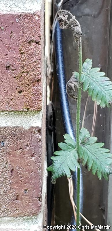 Five-lined Skink (Plestiodon fasciatus)