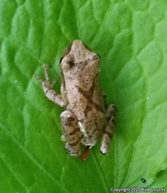 Spring Peeper (Pseudacris crucifer)