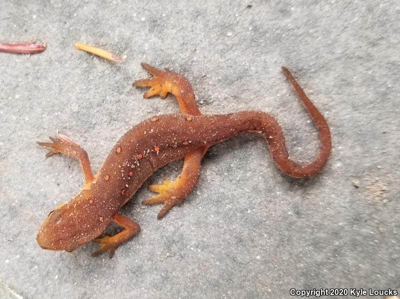 Red-Spotted Newt (Notophthalmus viridescens viridescens)