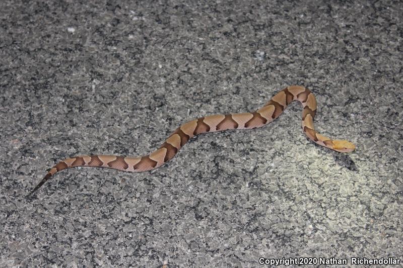 Southern Copperhead (Agkistrodon contortrix contortrix)