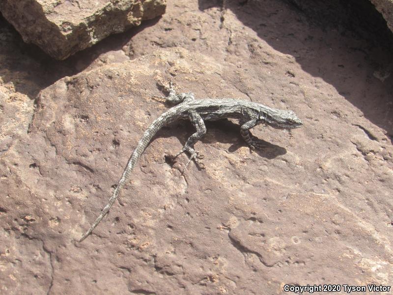 Schott's Tree Lizard (Urosaurus ornatus schottii)