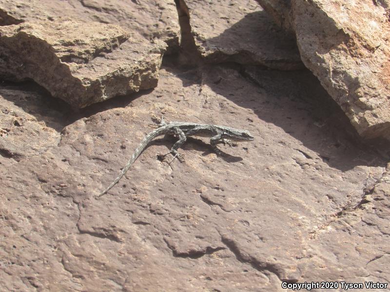 Schott's Tree Lizard (Urosaurus ornatus schottii)