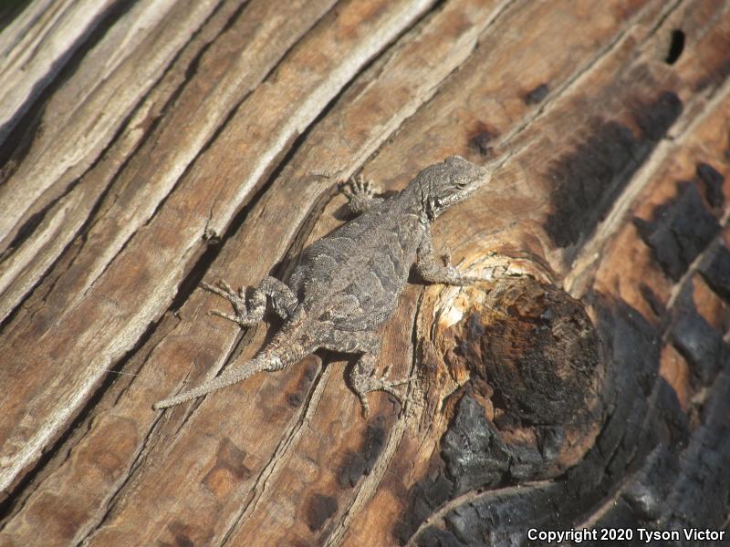 Schott's Tree Lizard (Urosaurus ornatus schottii)