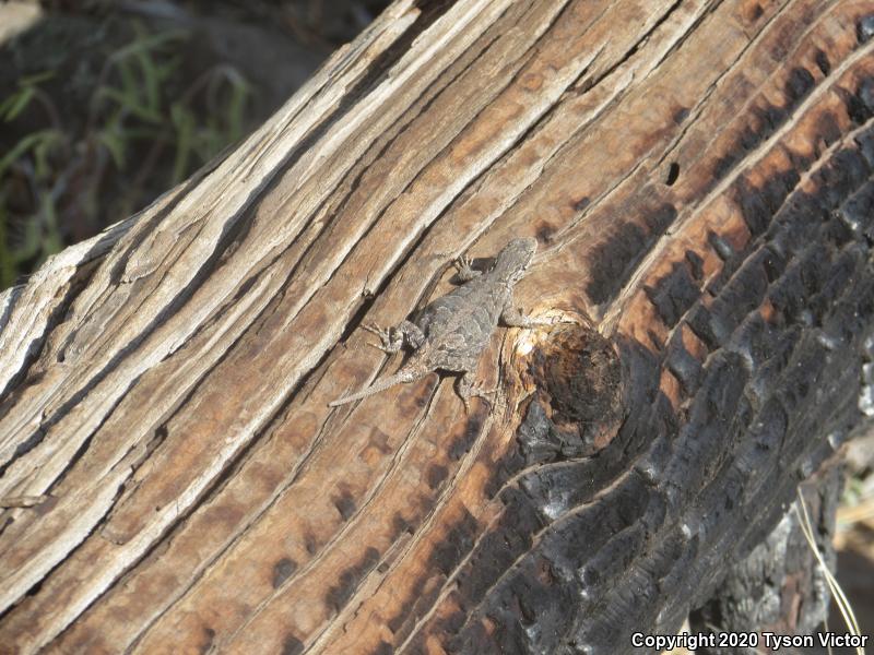 Schott's Tree Lizard (Urosaurus ornatus schottii)