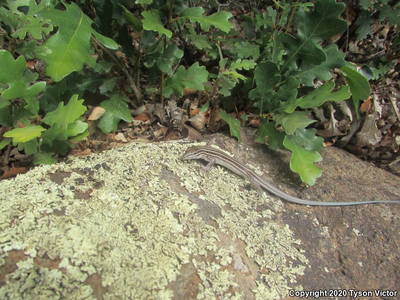 Plateau Striped Whiptail (Aspidoscelis velox)