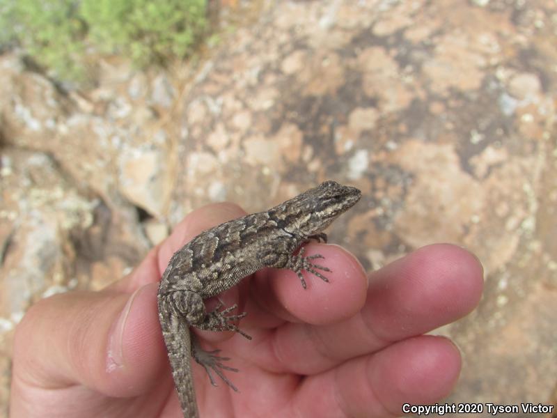 Schott's Tree Lizard (Urosaurus ornatus schottii)