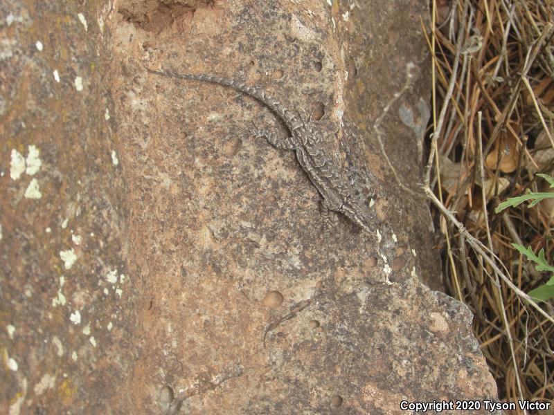 Schott's Tree Lizard (Urosaurus ornatus schottii)