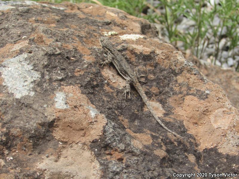 Schott's Tree Lizard (Urosaurus ornatus schottii)