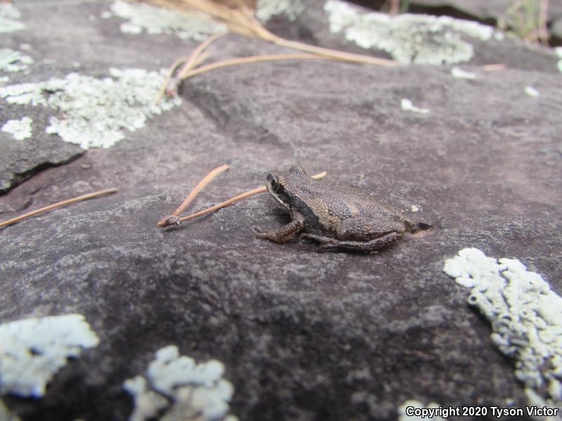 Boreal Chorus Frog (Pseudacris maculata)