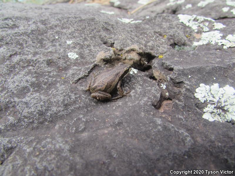 Boreal Chorus Frog (Pseudacris maculata)