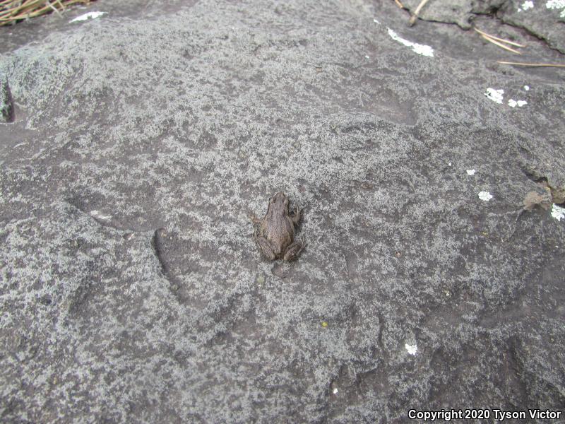 Boreal Chorus Frog (Pseudacris maculata)