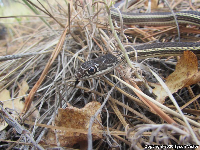 Desert Striped Whipsnake (Coluber taeniatus taeniatus)