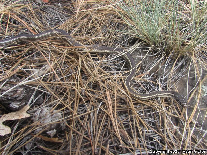 Desert Striped Whipsnake (Coluber taeniatus taeniatus)