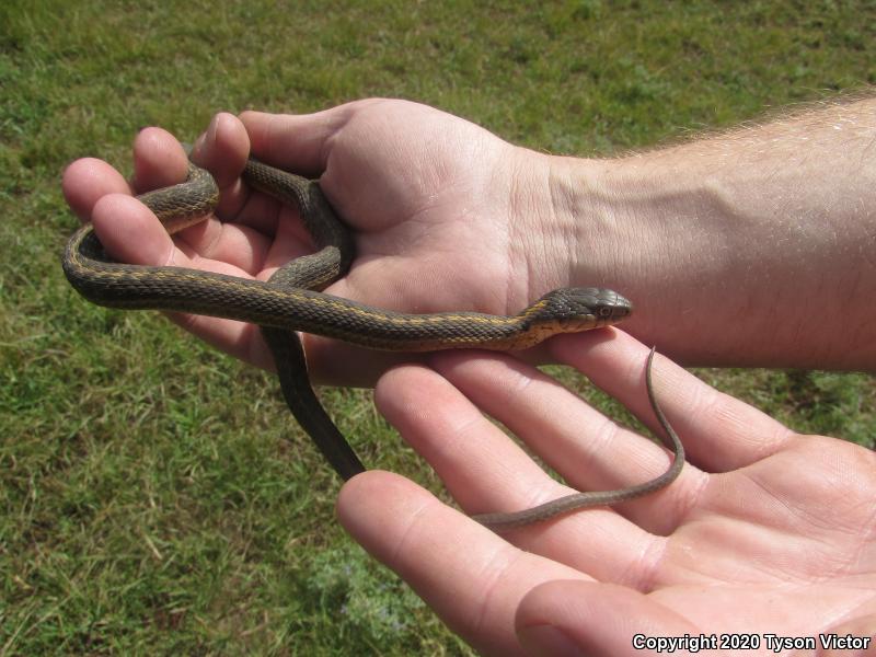 Wandering Gartersnake (Thamnophis elegans vagrans)