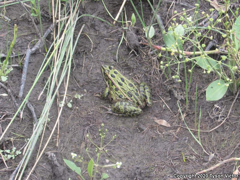 Northern Leopard Frog (Lithobates pipiens)