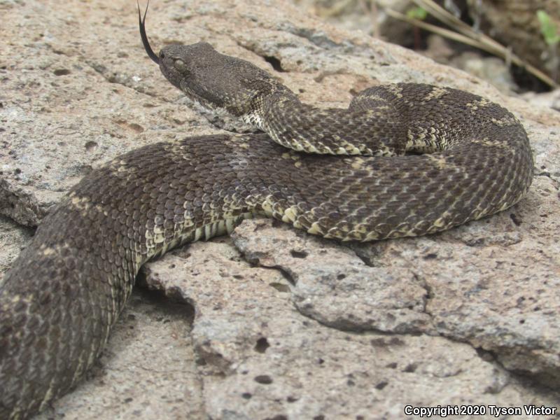 Arizona Black Rattlesnake (Crotalus cerberus)