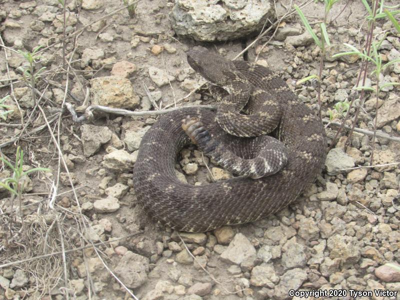 Arizona Black Rattlesnake (Crotalus cerberus)