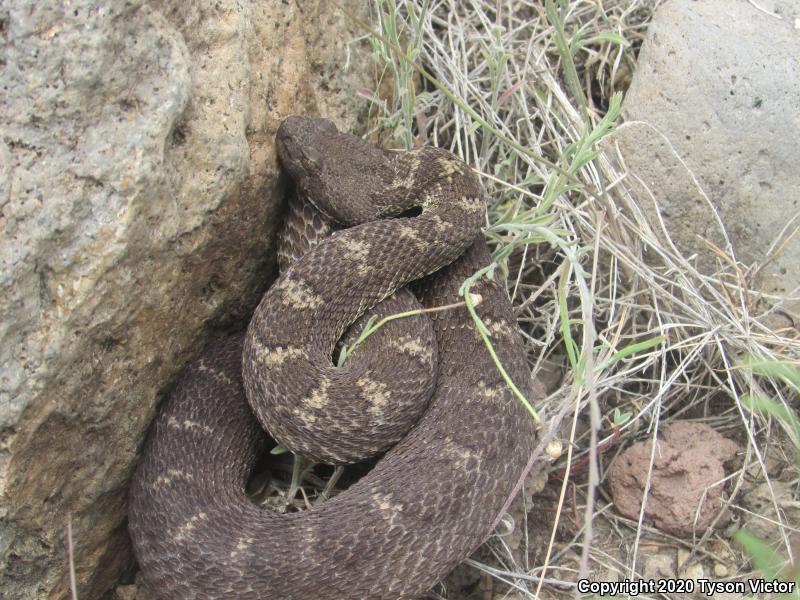 Arizona Black Rattlesnake (Crotalus cerberus)