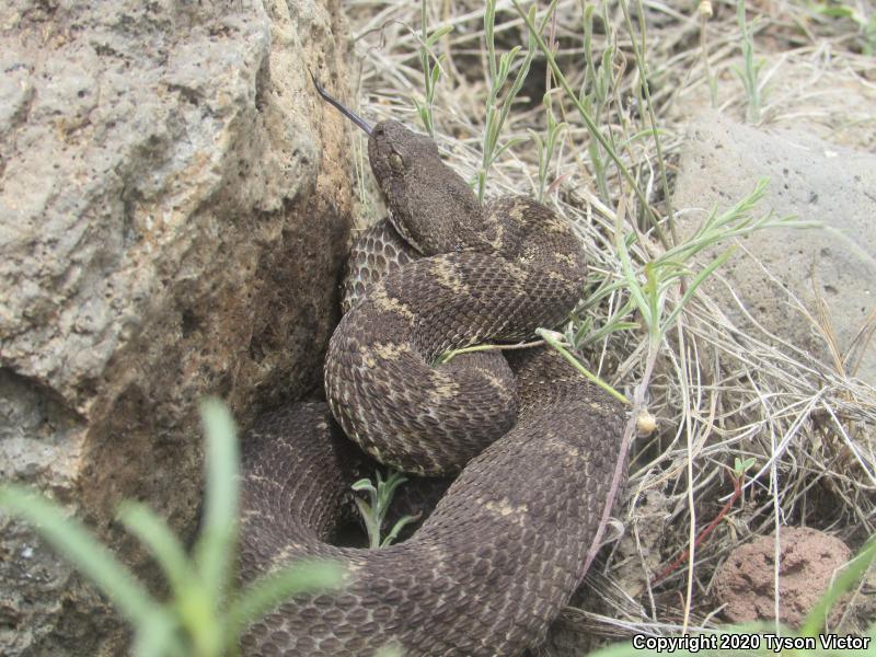 Arizona Black Rattlesnake (Crotalus cerberus)