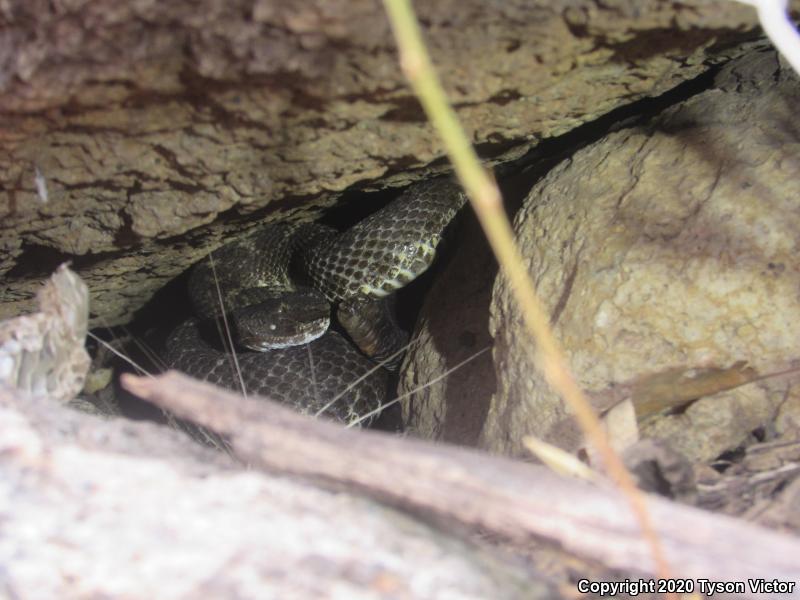 Arizona Black Rattlesnake (Crotalus cerberus)