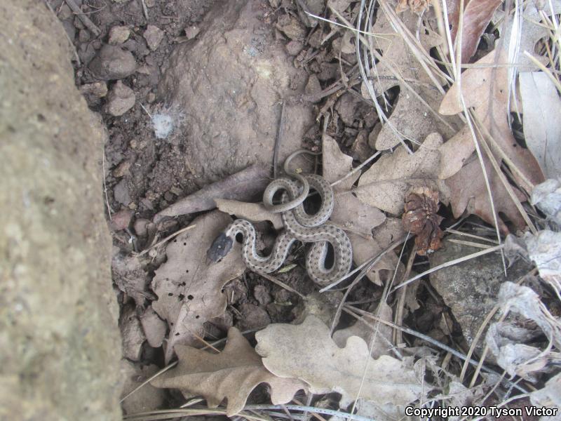 Wandering Gartersnake (Thamnophis elegans vagrans)