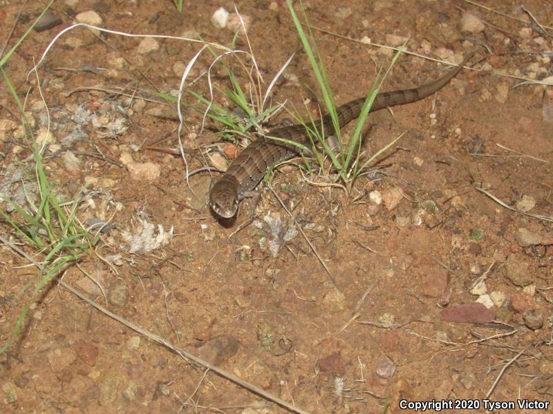 Arizona Alligator Lizard (Elgaria kingii nobilis)