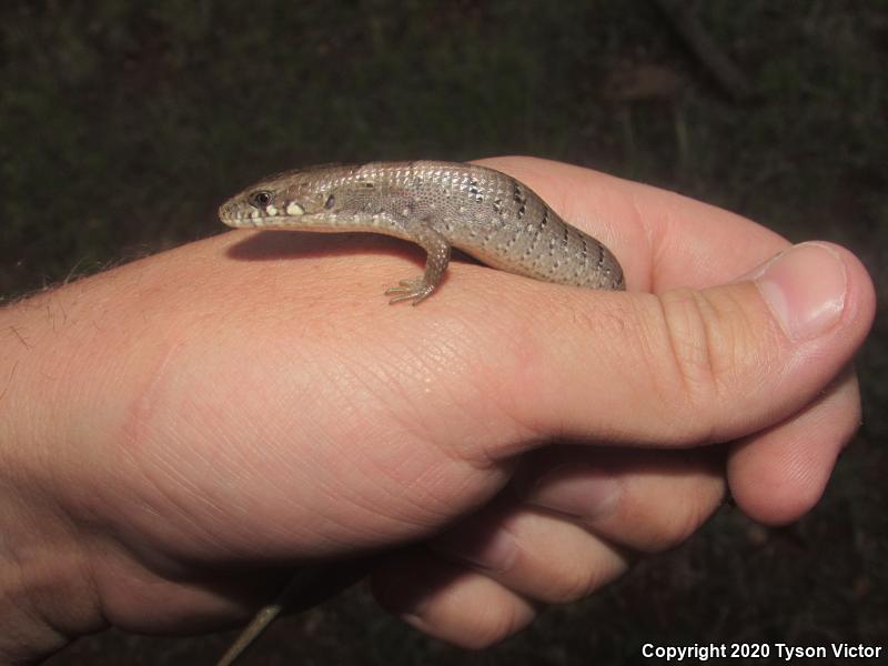 Arizona Alligator Lizard (Elgaria kingii nobilis)