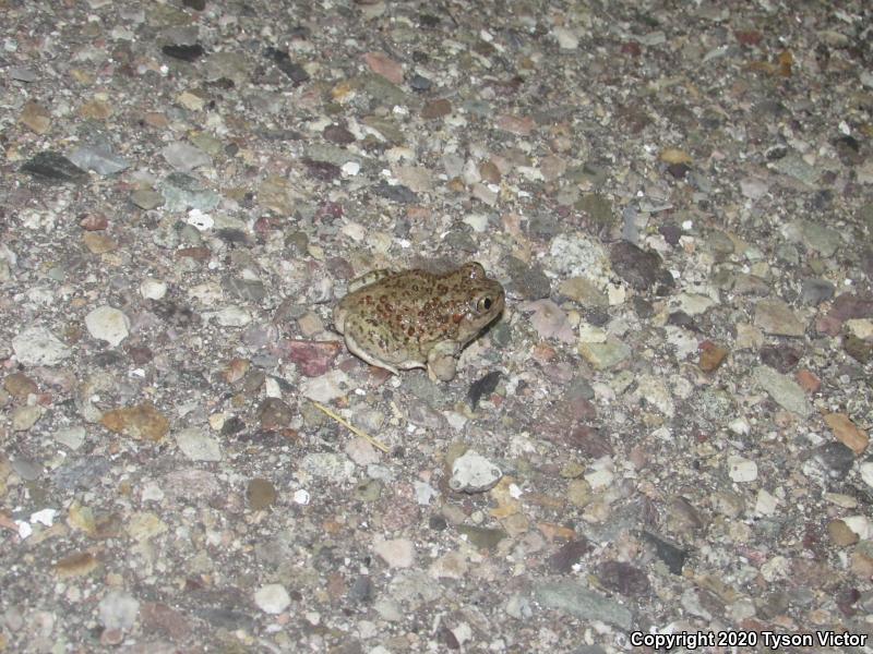 Chihuahuan Desert Spadefoot (Spea multiplicata stagnalis)